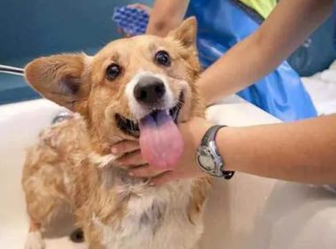 宠物狗沐浴露怎么选择?能用人的吗?