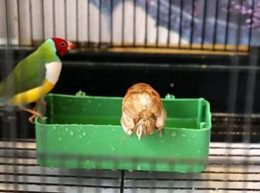 鸟儿洗澡的方式有哪些