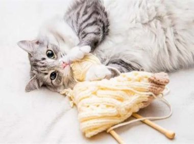 猫咪掉毛严重要怎么解决？