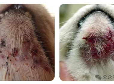 猫的皮肤病大全