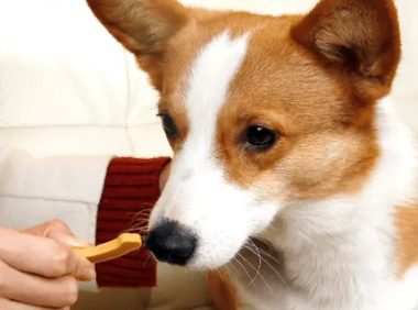 宠物零食销量激增，市场需求不断扩大