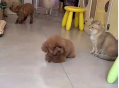 送泰迪去宠物店洗澡，接它时狗子眼泪快出来了：麻麻怎么还不来接我…