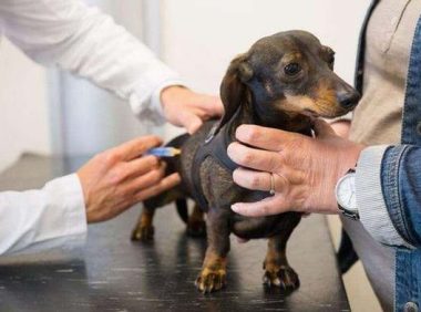 小狗驱虫几天排干净虫