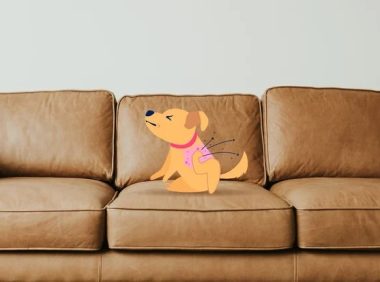 狗狗脓皮病(犬疥):病因、症状和治疗方法