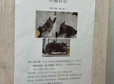 猫丢了怎么写寻猫启示