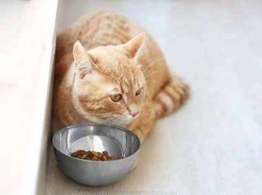 猫咪突然没食欲的原因及解决办法
