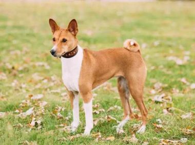 巴仙吉犬怎么养