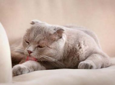 猫咪干洗怎么洗