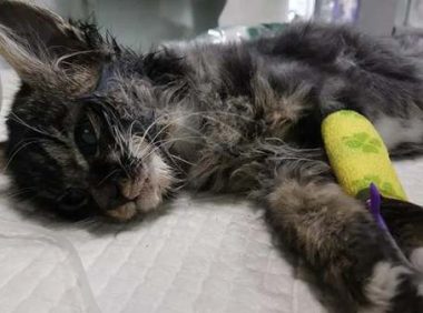 猫瘟初期有什么症状表现