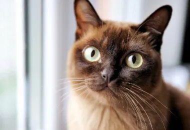 猫低钾血症详解：症状、原因及治疗方法