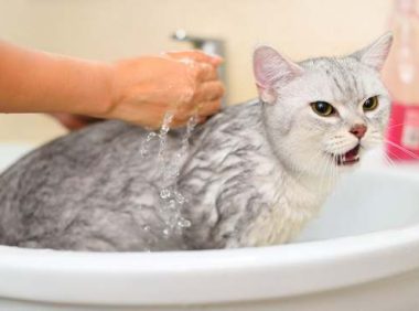 猫咪需要洗澡吗