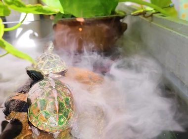 龟肺炎快速有效的治疗方法,比泡药浴更简单!