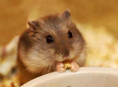 仓鼠拉肚子怎么办?应对有策好解决