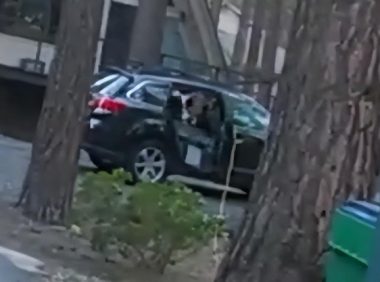 外国贪吃野熊被零食吸引，困在车中不得脱身