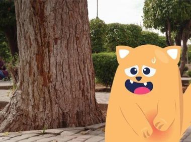 猫的肝病:病因、症状和治疗