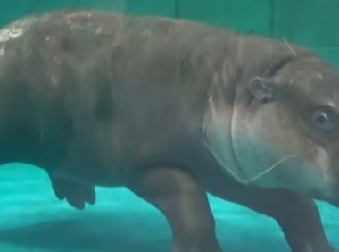 小河马享受洗澡满脸舒服表情,网友:要被萌晕了