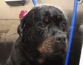 千万别和萨摩耶一起洗澡…小黑:咋突然下雪了?