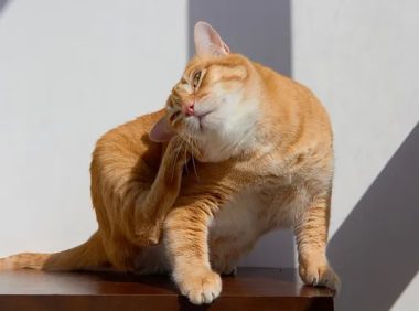 猫咪过敏症状与治疗：了解猫的过敏反应