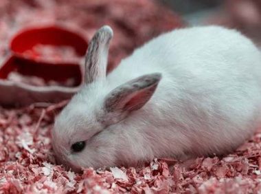 兔子发抖是什么原因