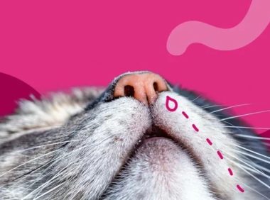 为什么我的猫鼻子在流血?8 种可能的原因