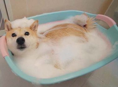 夏天狗狗多久洗一次澡
