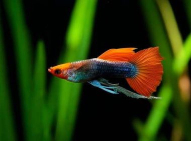 孔雀鱼温度多少合适