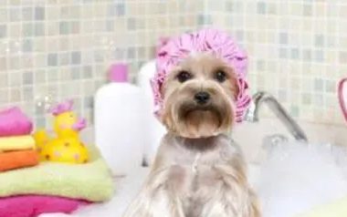 人和宠物不能共用沐浴露，主要是这4个方面