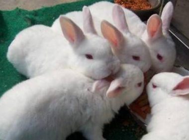 兔子不吃东西怎么办?三个方面要注意