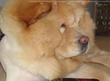 泰迪犬凶吗 | 超级怕水的泰迪，一说洗澡就凶的像只藏獒，每次都得带防护手套！