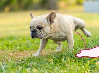 为什么我的狗狗尿得这么多？11 种可能的原因