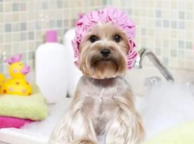 狗狗洗澡，为啥一定要用专属沐浴露？