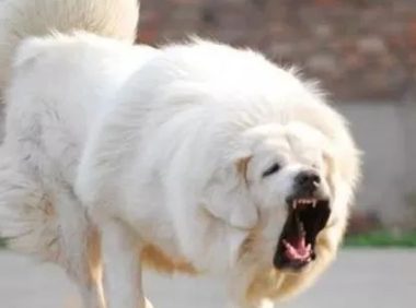 好心人救活一只流浪狗 洗澡后价值千万