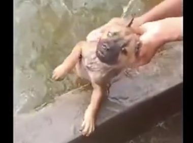 网民将狗放到池子里洗澡,狗狗的样子令人心痛又搞笑,好无奈呀!