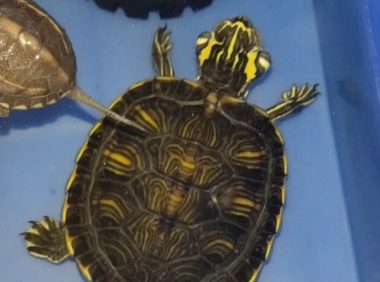 乌龟中耳炎:病因与治疗方法