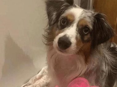 狗狗愿意配合主人洗澡,但不能弄湿它的屁股