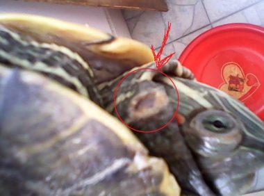 乌龟脖子被咬伤了怎么办?分享几个龟外伤常见处理办法
