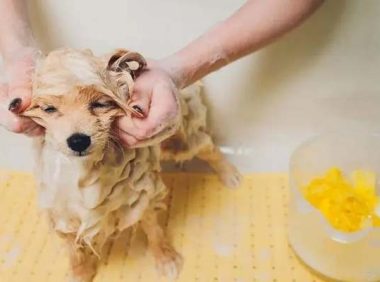 给宠物洗澡可以用人的沐浴露吗？