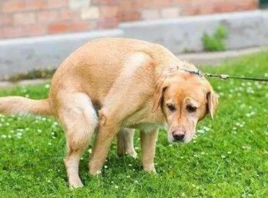 小狗拉不出屎怎么办