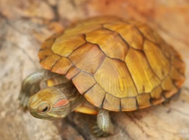 招财龟饲养管理