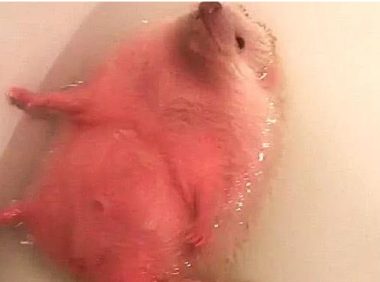 女主人给刺猬洗澡，放完热水后忘了，想起后，熟了？