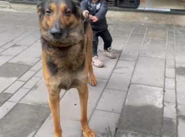 女儿想进超市买零食，非要拉着狗进去帮她付钱，狗：当时尴尬极了