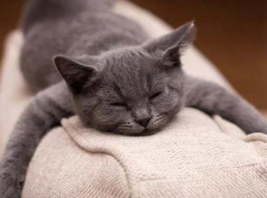 猫应激反应呕吐会自愈吗