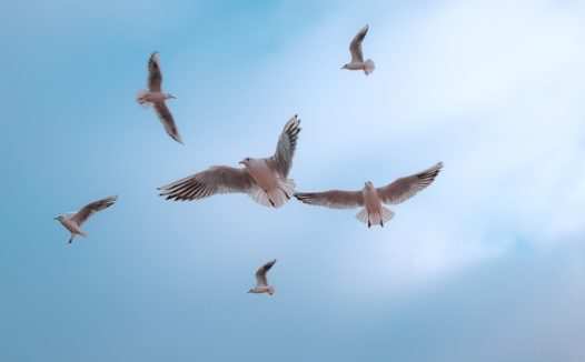 高空自由飞翔的海鸥图片