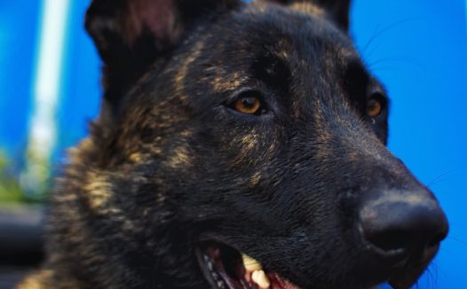 荷兰牧羊犬头部特写图片