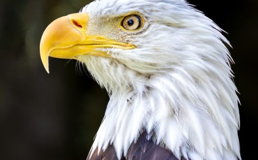 野生白头鹰头部微距特写摄影图片