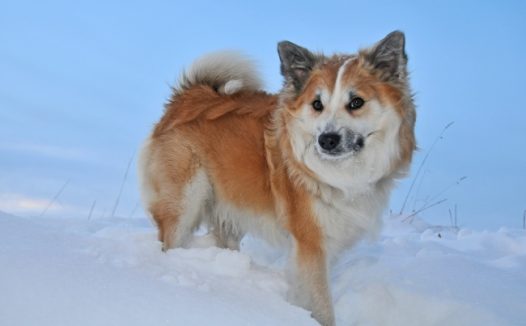 冬天可爱狗狗图片