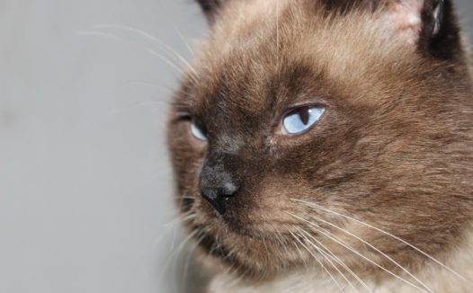 泰国暹罗猫图片