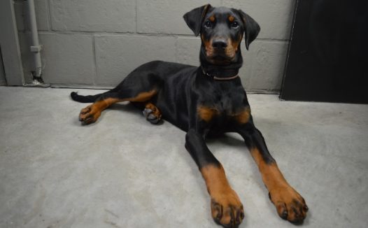 德系杜宾犬图片