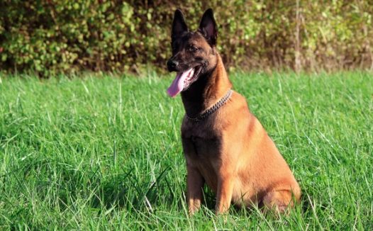 绿色草地玛利诺犬图片