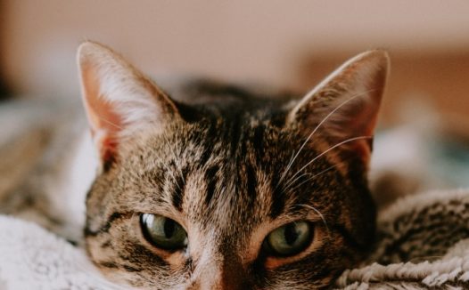 一只猫躺在床上图片